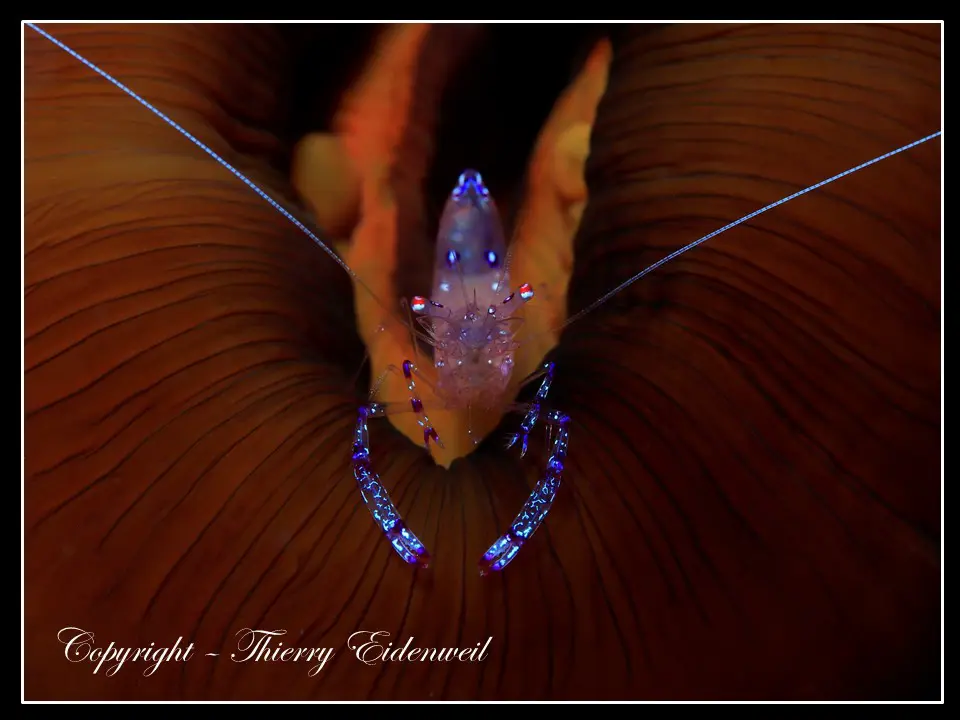 Anilao Macro Dive Media Highlight
